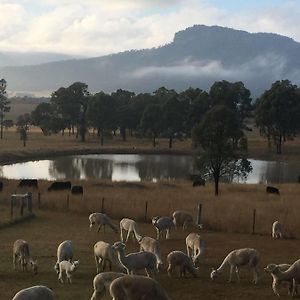 Starline Alpacas Farmstay Resort